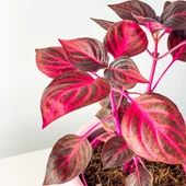 Çingene Şalvarı Fidanı (ıresine Herbstii) 15-25 cm thumbnail 4