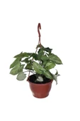 Melek Kanadı Çiçeği Ok Başı Sarmaşığı (syngonium) 10-20 cm - 1