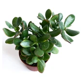 Crassula Ovata - Para Çiçeği Fidanı 10-20 cm thumbnail 4
