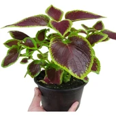 Yaprak Güzeli Kolyos Çiçeği Kahverengi 10-20 cm thumbnail 2