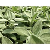 Kokulu Adaçayı Şalba Fidanı Salvia Officinalis 10-20 cm thumbnail 3