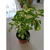 Yaprak Güzeli Çiçeği Saksıda Kolyos 10-20 cm thumbnail 1