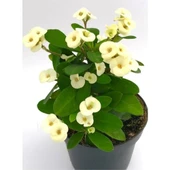 Dikenler Tacı Fidanı Beyaz Sarı 10-20 cm - 1