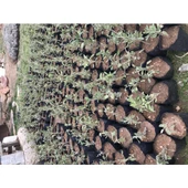 Kokulu Adaçayı Şalba Fidanı Salvia Officinalis 10-20 cm thumbnail 4