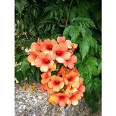 Trumpet Vine Acem Borusu Sarmaşığı Fidanı 40-60 cm - 1