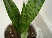 Paşa Kılıcı Sansevieria Cylindrica 20-40 cm thumbnail 1