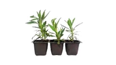 Lavanta Fidesi Fidanı 10-20 cm - 3