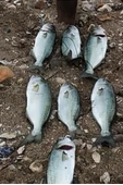 S.F. Sardalya Jig 22g - Sahte Yem Kaşık Rapala -Levrek, Palamut, Lüfer, Çinekop, Turna İçin En İyi Glow Jig Yem - 3