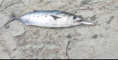 S.F. Sardalya Jig 29g - Sahte Yem Kaşık Rapala -Levrek, Palamut, Lüfer, Çinekop, Turna İçin En İyi Glow Jig Yem - 4