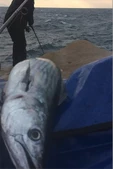 S.F. Sardalya Jig 29g  - Sahte Yem Kaşık Rapala -Levrek, Palamut, Lüfer, Çinekop, Turna İçin En İyi Glow Jig Yem - 3