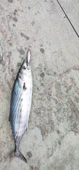S.F. Sardalya Jig 29g - Sahte Yem Kaşık Rapala -Levrek, Palamut, Lüfer, Çinekop, Turna İçin En İyi Glow Jig Yem - 3