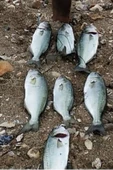 S.F. Sardin Jig 22g - Sahte Yem Kaşık Rapala -Levrek, Palamut, Lüfer, Çinekop, Turna Jig Yem -Zebra Glow - 5