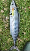 S.F. Sardin Jig 29g - Sahte Yem Kaşık Rapala -Levrek, Palamut, Lüfer, Çinekop, Turna Jig Yem -Zebra Glow - 5