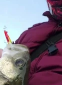 S.F. Sardin Jig 29g - Sahte Yem Kaşık Rapala -Levrek, Palamut, Lüfer, Çinekop, Turna Jig Yem -Zebra Glow - 4