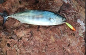 S.F. Sardin Jig 29g - Sahte Yem Kaşık Rapala -Levrek, Palamut, Lüfer, Çinekop, Turna Jig Yem -Zebra Glow - 3