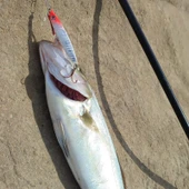 S.F. Sardin Jig 29g - Sahte Yem Kaşık Rapala -Levrek, Palamut, Lüfer, Çinekop, Turna Jig Yem -Zebra Glow thumbnail 3