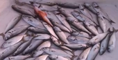 S.F. Sardin Jig 29g - Sahte Yem Kaşık Rapala - Levrek, Palamut, Lüfer, Çinekop, Turna İçin En İyi Jig Yemi - 3