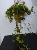Hedera Helix (İngiliz Sarmaşığı) - Çekici ve Dayanıklı Tırmanıcı Bitki - 3