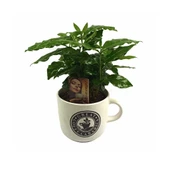 Beyaz Seramik Saksıda Coffea Arabica (12 Cm Saksıda) - 1