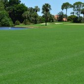 Bermuda Grass Çim Tohumu (Cynodon Dactylon) 10 Kg - 2