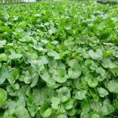Fare Kulağı Çim Tohumu- Dichondra Repens 0.5 KG - 1