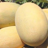 İstanbul Tohumculuk  Ananas Kavun Tohumu - 4