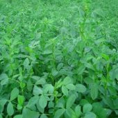 Yonca Tohumu - Medicago Sativa 1 kg - 1