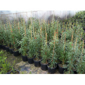 Gojiberry Fidanı TÜPLÜ 1 metre , 2 yaşında - 1