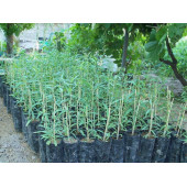 Gojiberry Fidanı TÜPLÜ 1 metre , 2 yaşında - 2