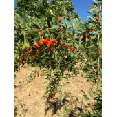 Gojiberry Fidanı TÜPLÜ 1 metre , 2 yaşında - 3