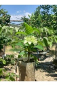 Mavi Ortanca Çiçeği Fidanı10-20 cm - 3