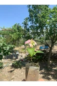 Mavi Ortanca Çiçeği Fidanı10-20 cm - 4