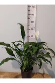 Barış çiçeği (Selam Çiçeiği, Peace Lilly, Spathiphyllum Wallisii ) - 1
