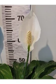 Barış çiçeği (Selam Çiçeiği, Peace Lilly, Spathiphyllum Wallisii ) - 2