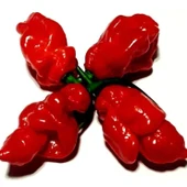 Geleneksel Zehir Gibi Carbonero Red Çok Acı Biber Tohumu (10 tohum) - 1