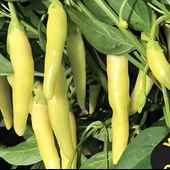 Geleneksel Yellow Stone Acı Biber Tohumu (50 tohum) thumbnail 1