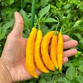 Geleneksel Zehir Gibi Acı Çok Acı Aji Guyana Chili Biber Tohumu (10 tohum) thumbnail 1