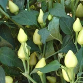 Ata Tohumu Tombul Turşuluk Acı Süs Biberi Tohumu (70 adet) thumbnail 1