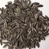 Doğal Siyah Çerezlik Çitlemelik Ayçiçeği Çekirdek Tohumu (1 KG) - 1