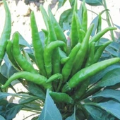 Geleneksel Five Finger Acı Süs Biberi Tohumu (70 adet) thumbnail 1