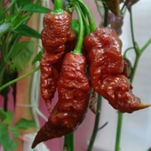 Ata Tohumları Geleneksel Leviathan Scorpion Biber Tohumu (10 adet) - 1