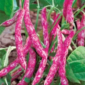 Ata Tohumu Anadolu Geleneksel Sırık Barbunya Tohumu (20 tohum) thumbnail 1