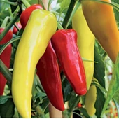 Doğal Tatlı Kırmızı Macar Biber Tohumu(20 tohum) thumbnail 1