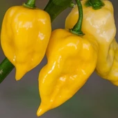 Geleneksel Doğal Pİ439424 Acı Biber Tohumu (10 adet) thumbnail 1