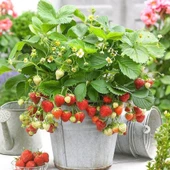 Ata Tohumları Yediveren Çilek Tohumu (100 adet) thumbnail 1