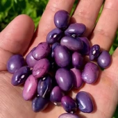 Geleneksel Purple Sırık Fasulye Tohumu (10 tohum) - 1