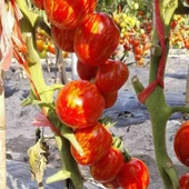 Etli Pink Zebra Domates Tohumu (15 tohum) thumbnail 1