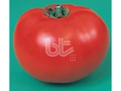 Ancon Domates Tohumu (500 tohum) thumbnail 1