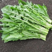 İtalyan Mutfağına Özgü Geleneksel Catalogna Emerald Endive Tohumu (50 tohum) - 2