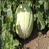 Ata Tohumları Geleneksel Yoğun Kokulu Mühürlü Kavun Tohumu (20tohum) thumbnail 1